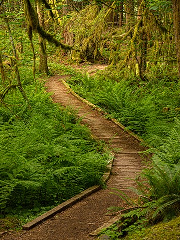 Boardwalk through old growth forest