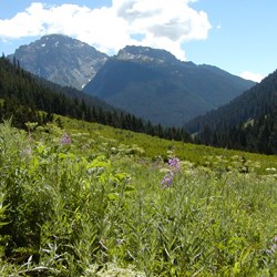 Meadows near Bear Camp