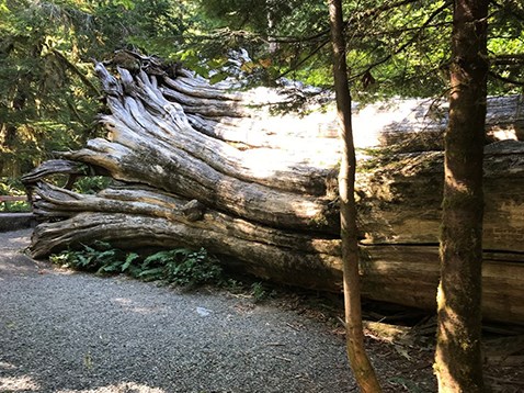 A trail leads directly beside a giant fallen tree.