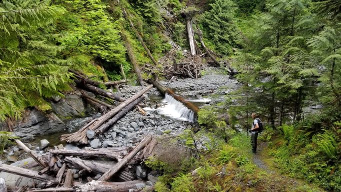 A hiker stands on a trail beside a creek. The creek bed is rocky, and downed logs are strewn about. Thick vegetation and tree cover lines each side of the creek.