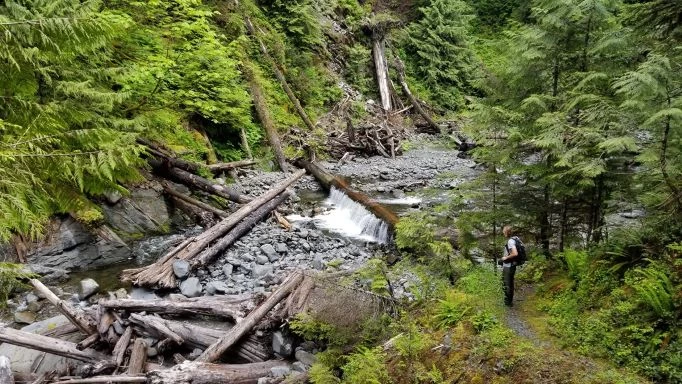 Big Creek A hiker stands on a trail beside a creek. The creek bed is rocky, and downed logs are strewn about. Thick vegetation and tree cover lines each side of the creek.