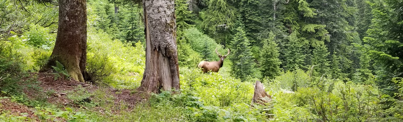 Bull Elk