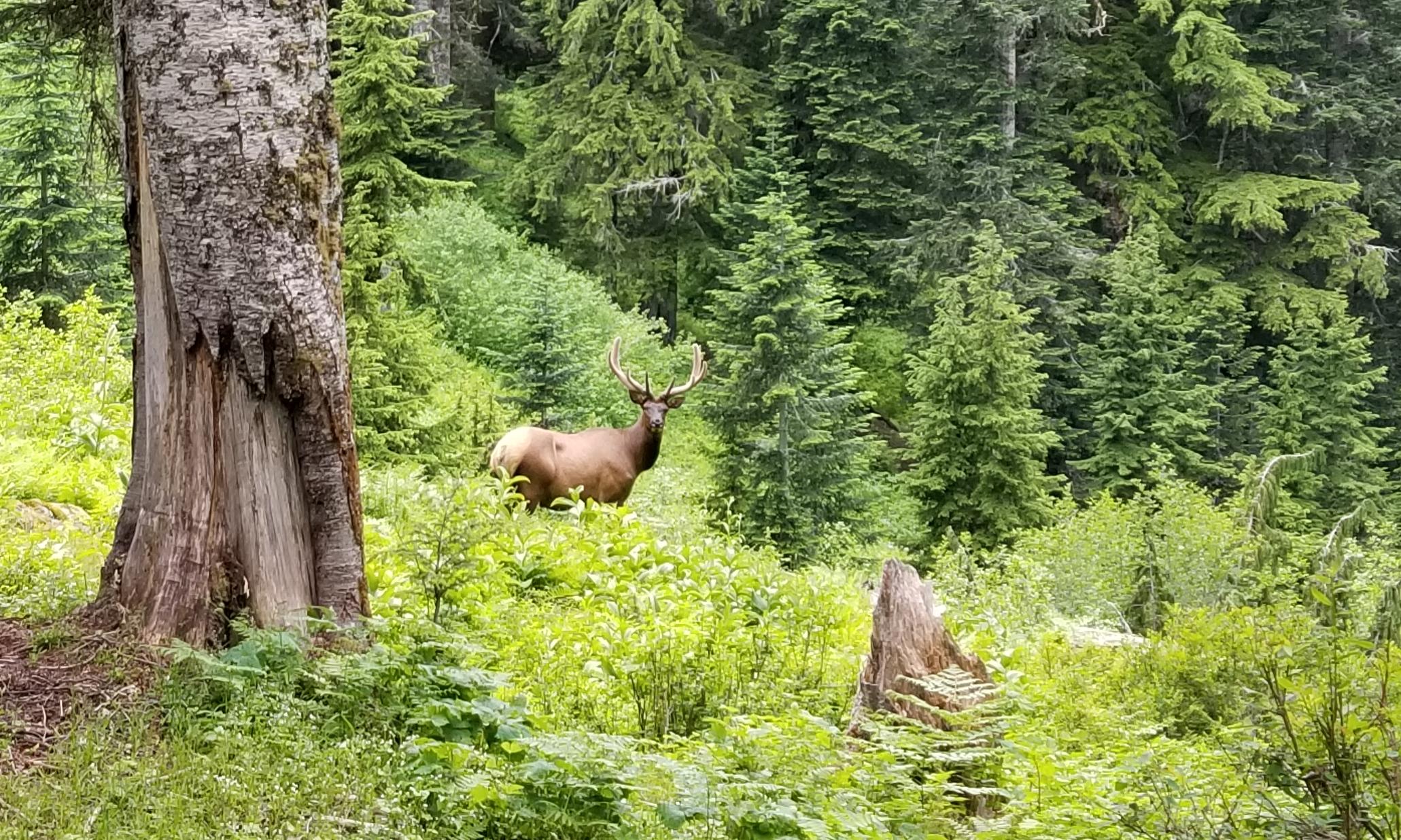 Wildlife Safety - Olympic National Park (U.S. National Park Service)