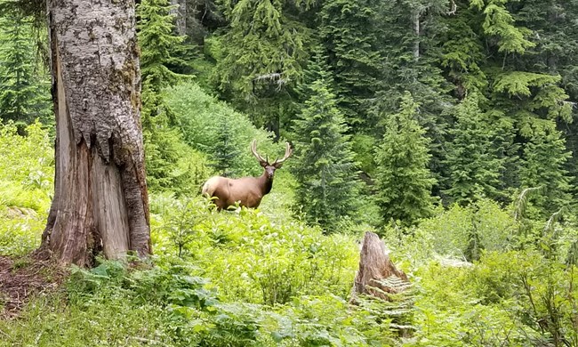 Bull elk under trees