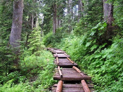 Cedar Bridge, North Fork Quinault Trail