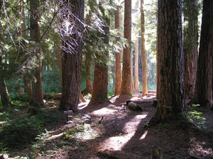 A forest of trees with sunlight pouring through and dappling the forest floor.