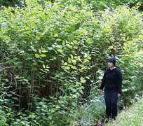 Japanese Knotweed