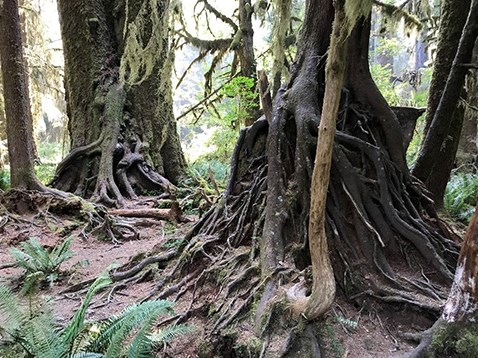 A web of exposed tree roots in the rainforest.