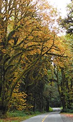 Road bordered by trees with fall floliage