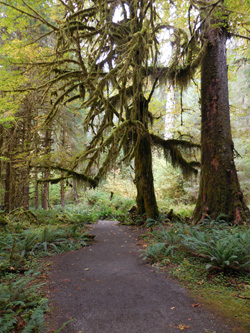 Visiting the Hoh Rain Forest - Olympic National Park (U.S.