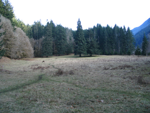 A large, lowland meadow lined with tall trees. Most of the trees that can be seen are evergreen, although there are some deciduous trees with no leaves.
