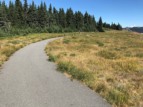 A paved trail curves through a grassy, subalpine meadow. Near the trail, evergreen trees border the left side of the meadow.