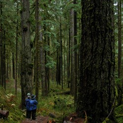 Quinault Rainforest Quinault Rainforest
