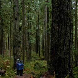 Quinault Rainforest