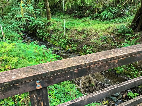 A view from a bridge over a small creek. Many ferns, trees, bushes and grasses grow from the banks beside the creek.