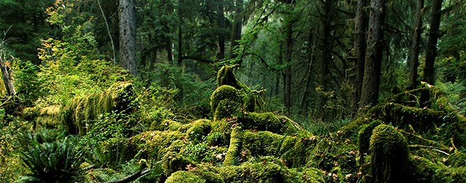 Visiting the Hoh Rain Forest - Olympic National Park (U.S. National Park  Service)