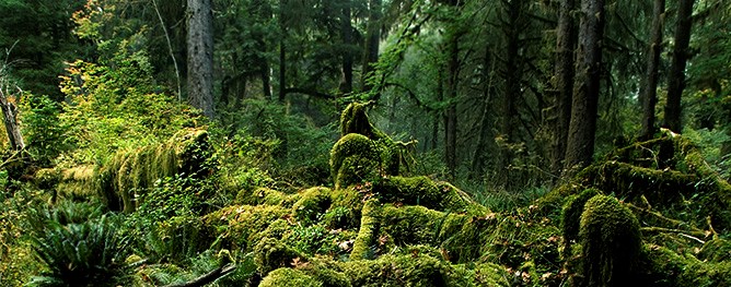 Trees, shrubs, ferns and moss in the Hoh Rain Forest