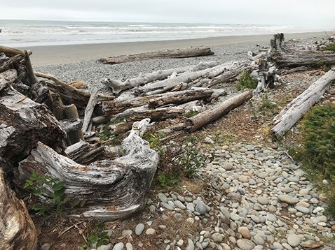 Varying sized driftwood logs that have washed up are scattered about a rocky coastline.