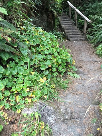 A narrow, sandy trail leads through vegetation to a wooden set of stairs with a handrail.