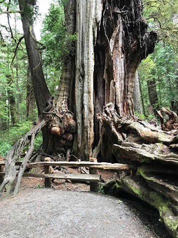 A trail leads to the base of a very large, mangled cedar tree.