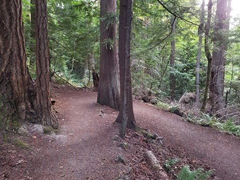 Steep corner around cedar tree- 12% grade