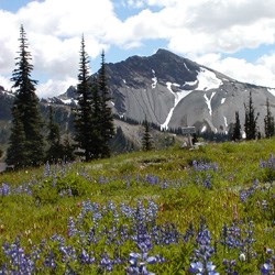 View of Mount Cameron from Lost Pass