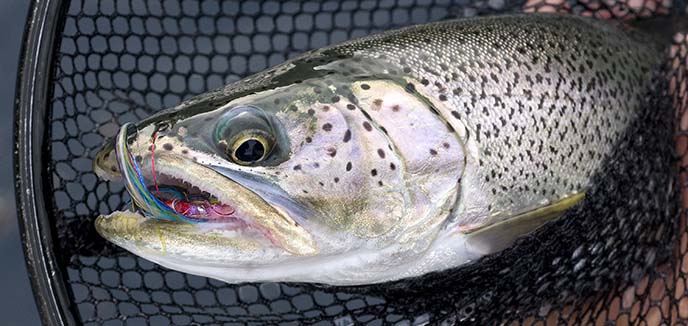 cutthroat trout cutthroat trout