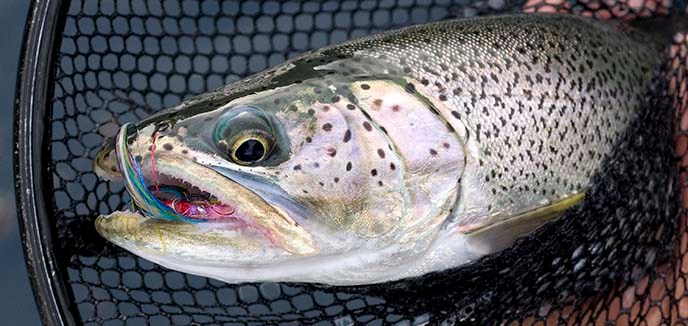 Fish in landing net with fly in mouth.