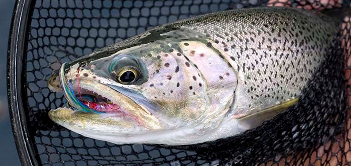 Catch and Release Fishing - Olympic National Park (U.S. National Park  Service)