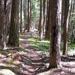 Trail in Dosewallips Valley