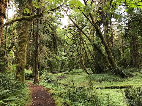 View of maple glades