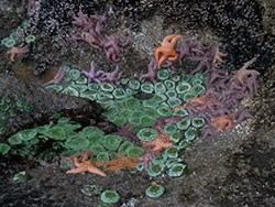 Anemones and seastars on Beach 4.