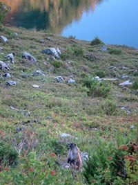 Olympic Marmot