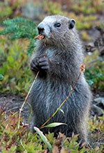 Marmot on hind legs eats a plant