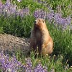 A marmot stands alert on its hind legs in a wildflower meadow.