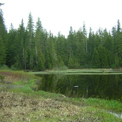 The marshy shores of Mink Lake. Trees grow on the far shore of the lake.