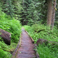 A section of boardwalk on the North Fork Quinault River Trail. Thick, bushy, green growth thrives on each side of the boardwalk. A downed tree is cut to allow unblocked passage on the trail.