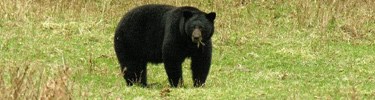 Olympic Black Bear