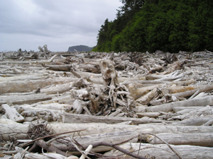 A section of coastline completely covered by large driftwood logs. These logs are very weathered and are all a uniform ivory color.