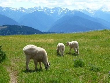 An adult and two juvenile mountain goats graze in the Olympic Mountains.