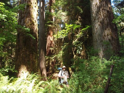 Queets Hiker