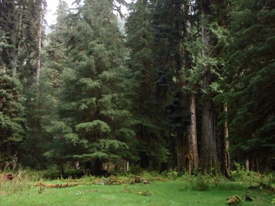 Quinault Rainforest