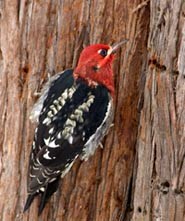 Red-breasted sapsucker on a tree
