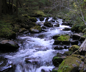 The water of Royal Creek flowing over mossy rocks.