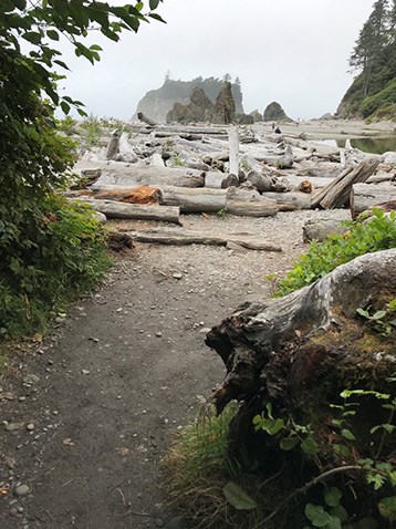 A sandy trail comes out of deep vegetation and ends at the coast. This section of coast is covered with a mass of large driftwood logs.