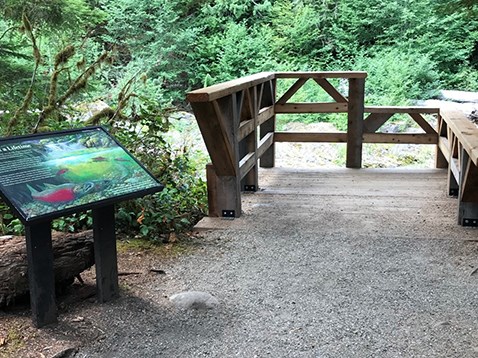 An overlook containing an interpretive sign with a fish on it and a wooden railing. Not much can be seen other than trees but also shown in the picture is part of the riverbank below.