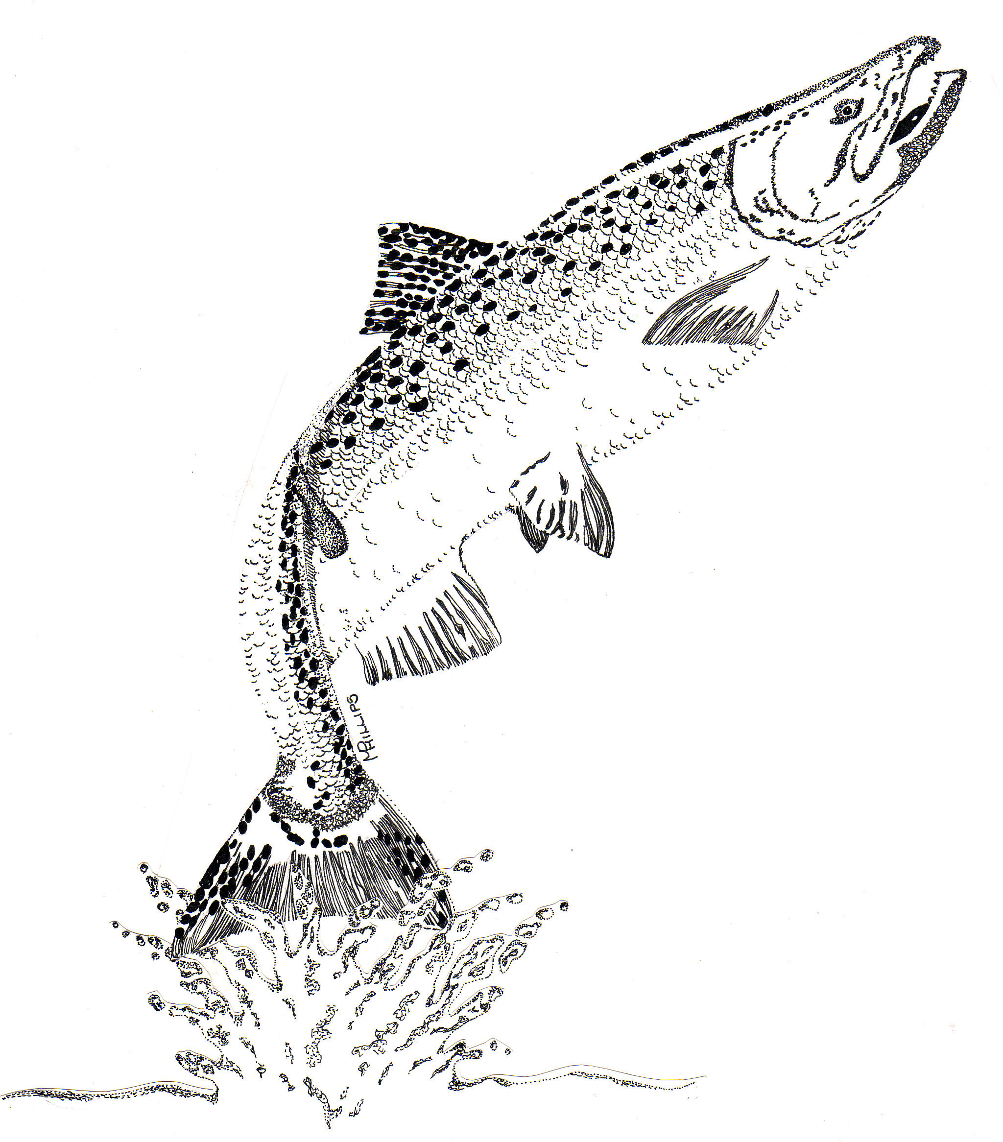 Salmon Jumping Drawing