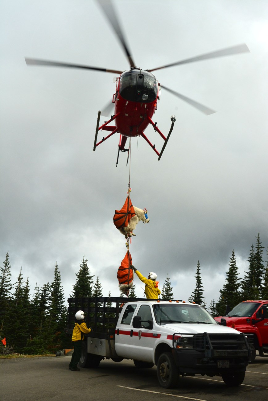 Two mountain goats in slings under a helicopter being set down into the back of a truck.