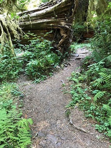Lush old growth forest