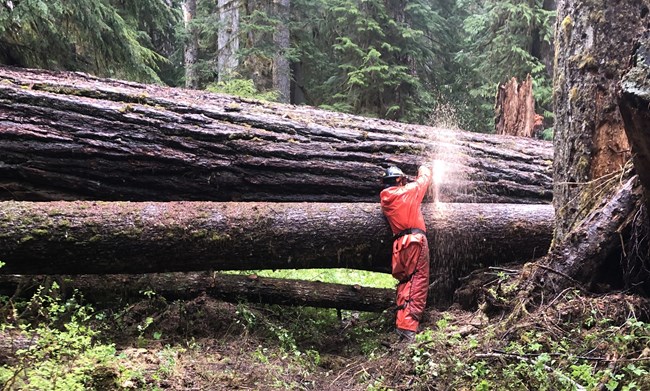 Multiple large, downed trees across the Shady Lane Trail. The trees are being cleared with a chainsaw by an NPS trail crew worker.